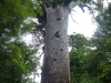 Tane Mahuta