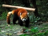 roter Panda