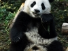 Panda beim Fressen