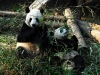 Pandas beim Fressen