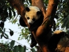Panda beim Schlafen im Baum