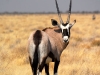 oryx1