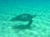 die Meeresschildkröte