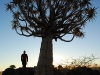 Bernhard mit Quiver Tree